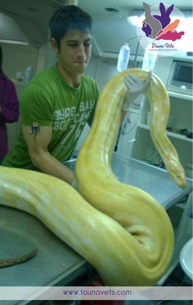 Python molurus veterinario serpientes