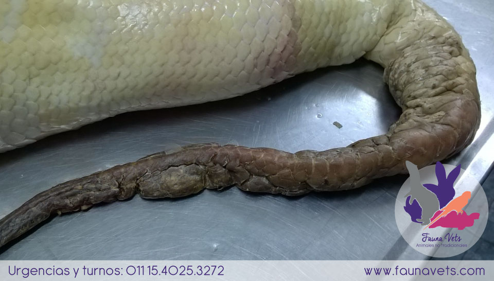 Amputación de cola a pitón veterinario serpientes
