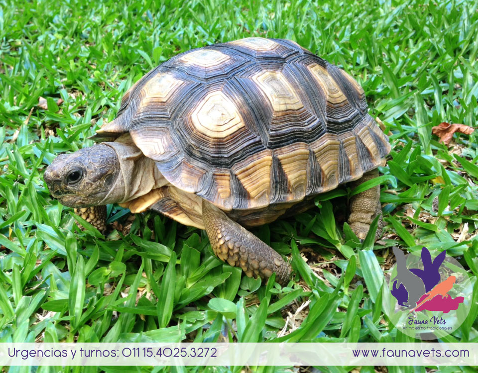 almohada Dominante Persona a cargo Fauna Vets | Guía sobre cuidados de las tortugas de tierra