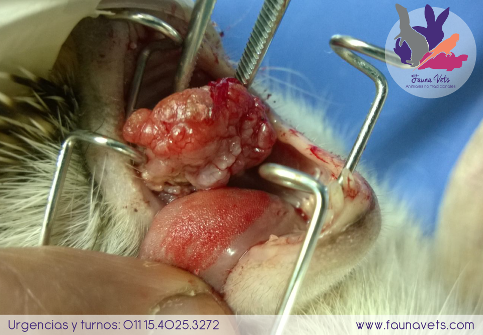 tumor en la boca de un erizo