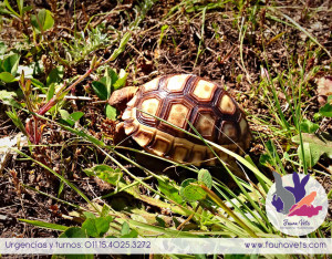 veterinario tortuga - cuidados de la tortuga terrestre