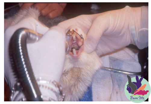 Problemas dentales en cobayos - veterinario cobayo buenos aires