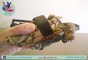 Tortuga con ruedas - paresia miembros - paralisis- veterinario tortugas
