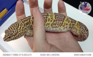 Gecko Leopardo con conjuntivitis