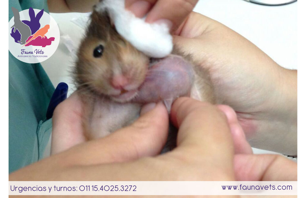 Hamster con tumor en el cuello