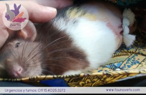 Rata con tumor sub cutaneo - cirugia - veterinarios - exoticos