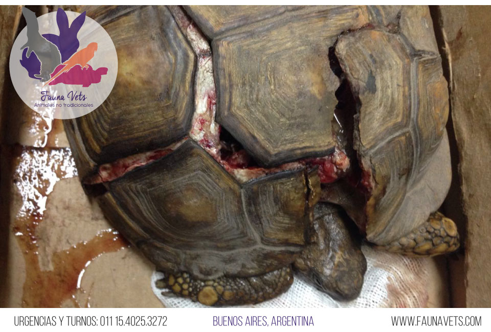 Tortuga atropellada - arrollada por un carro - auto - caparazon roto - quebrado - veterinario tortugas