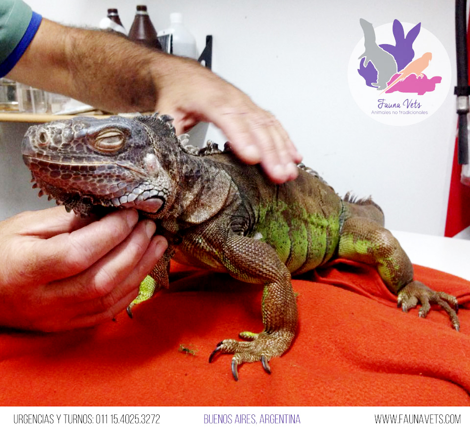 Iguana sin apetito - control veterinario