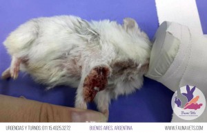 Hásmster Ruso con tumor en extremidad delantera - veterinario exoticos - buenos aires