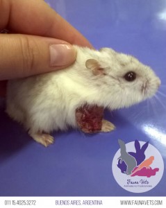 Hamster Ruso con tumor en extremidad delantera - veterinario exoticos - buenos aires