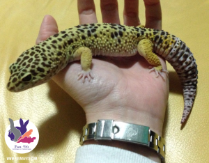 gecko-leopardo-infeccion-en-hemipene-veterinario