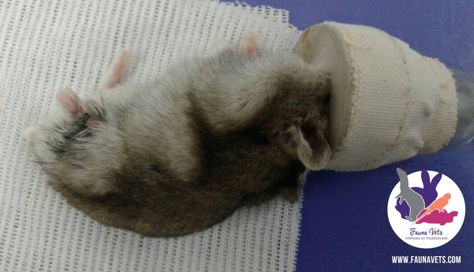 Hamster ruso pata amputada veterinario exoticos buenos aires