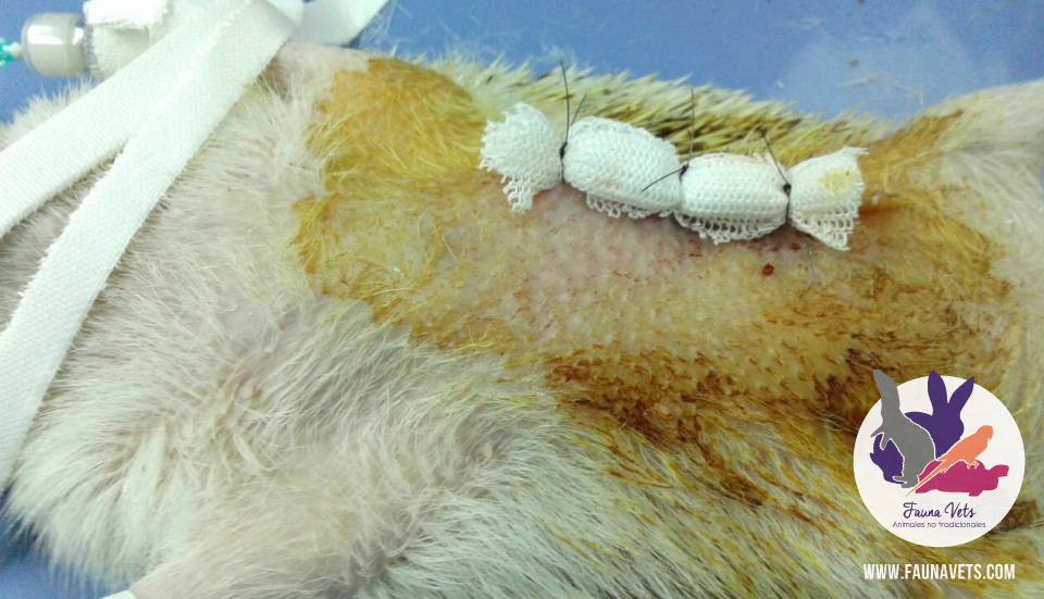 Erizo con tumor en la zona costal, se realiza cirugía,. masa - veterinarios - exoticos 