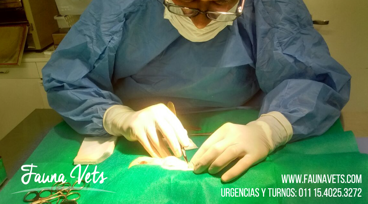 Hurón con tumores en las glándulas mamarias - fernando pedrosa veterinario