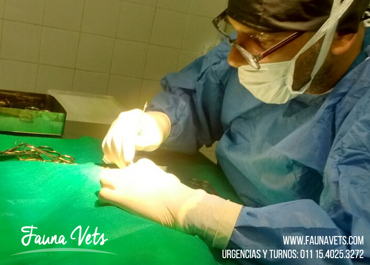 Hurón con tumores en las glándulas mamarias - veterinarios