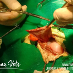 Iguana verde consulta veterinario por masa en abdomen cirujía urato de calcio