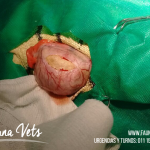 Iguana verde consulta veterinario por masa en abdomen cirujía urato de calcio