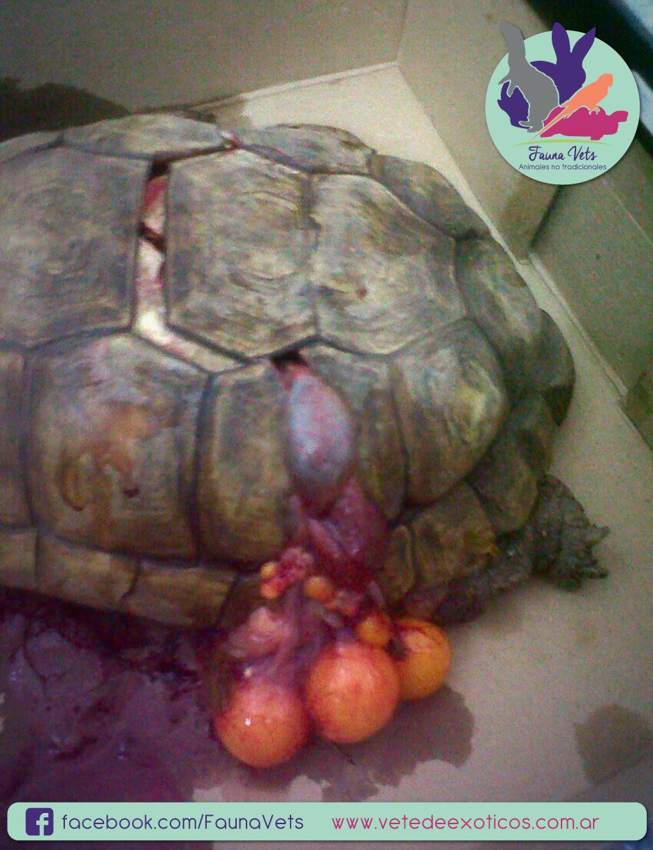 tortuga atropellada veterinario fernando pedrosa fauna vets exoticos animales