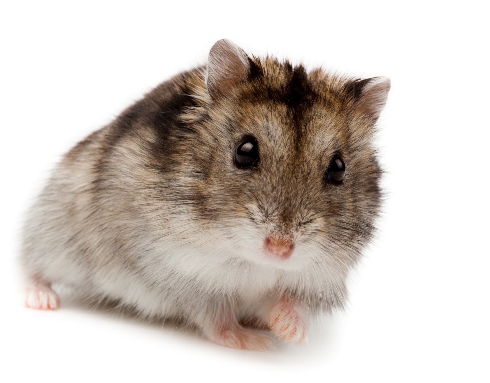 hamster-ruso-dieta-que-comen-veterinario-alimentacion