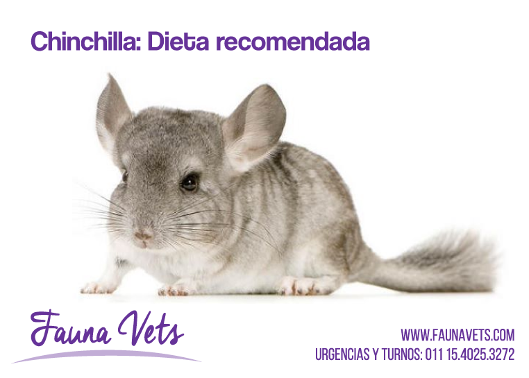 dieta recomendada chinchilla veterinarios exoticos fauna vets