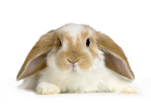 dieta conejos que comen control veterinaro alimentos permitidos y prohibidos