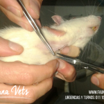 rata-con-masa-en-cuello-veterinario-6-exoticos-fauna-vets-pedrosa-buenos-aires