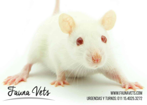 rata-con-secrecion-rojiza-2-sangre-recinto-veterinario-6-exoticos-fauna-vets-pedrosa-buenos-aires