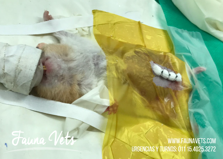 hamster-sirio-cirugia-vulva-veterinarios-exoticos