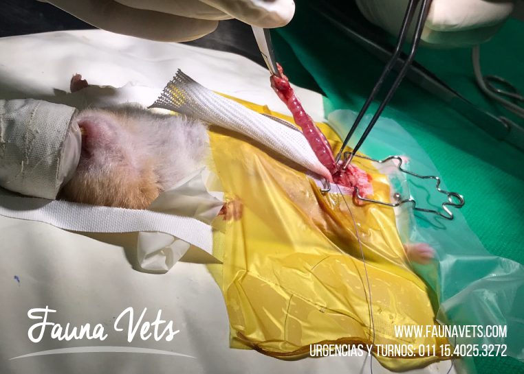 hamster-sirio-cirugia-vulva-veterinarios