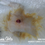 huron hurones lesion sangrante en el dorso - veterinario - fauna vets