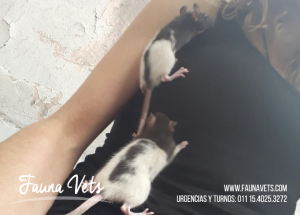 ratas-mascota-ratitas-animales-veterinarios-exoticos-buenos-aires
