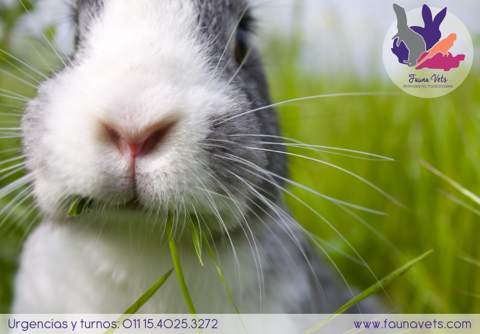 Esterilizar castrar conejo mascota veterinario conejos